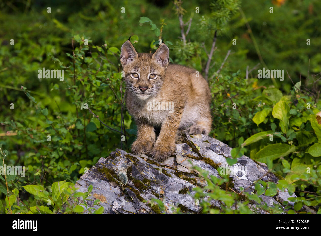Canadian Lynx sitting on a rock Stock Photo