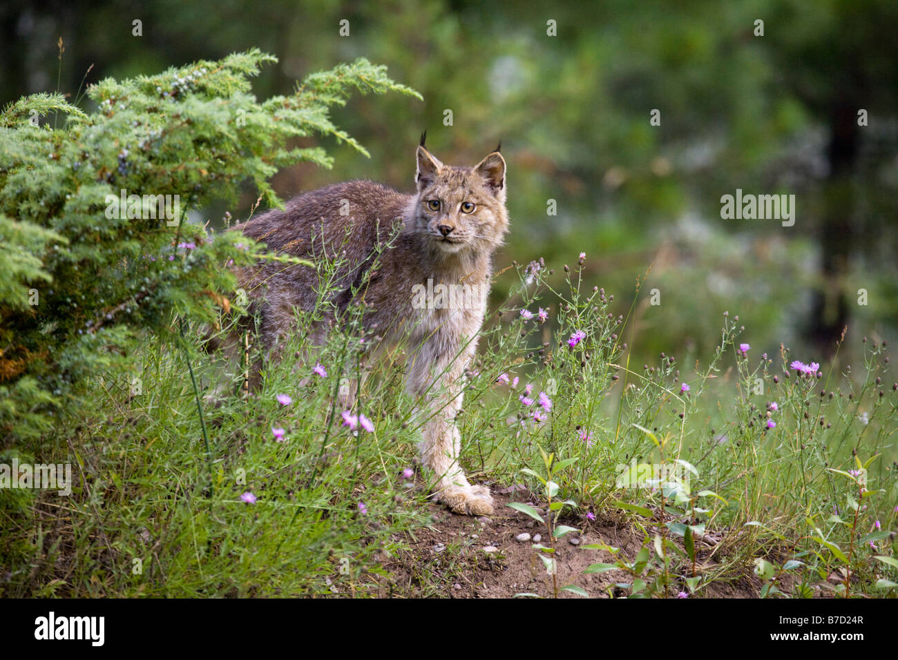 Canadian Lynx in a forest, Montana, USA Stock Photo