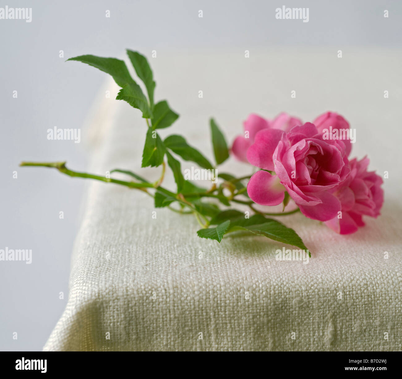 small pink roses on rustic fabric Stock Photo