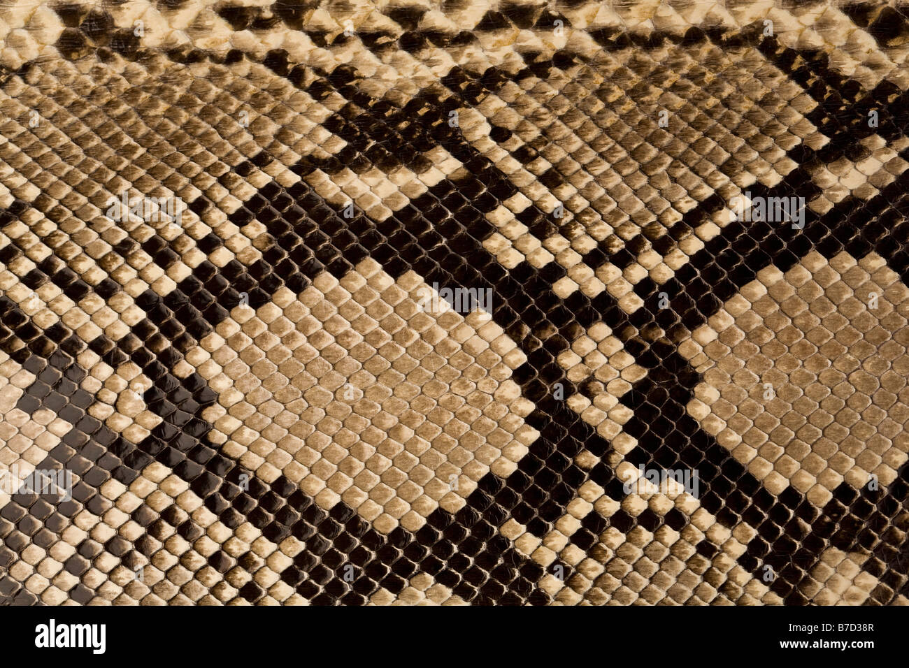 Snake skin Stock Photo