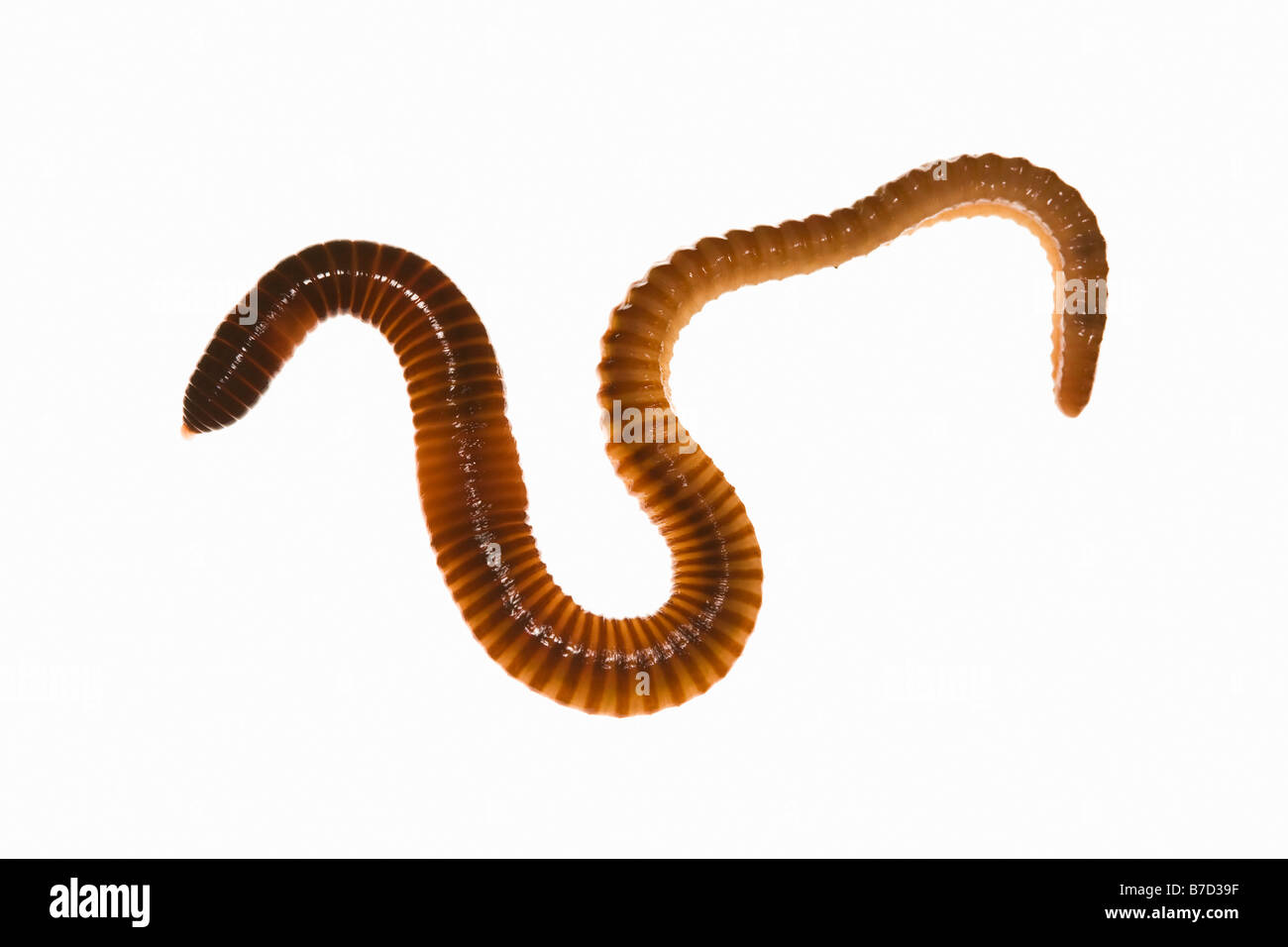 Worm hires stock photography and images Alamy