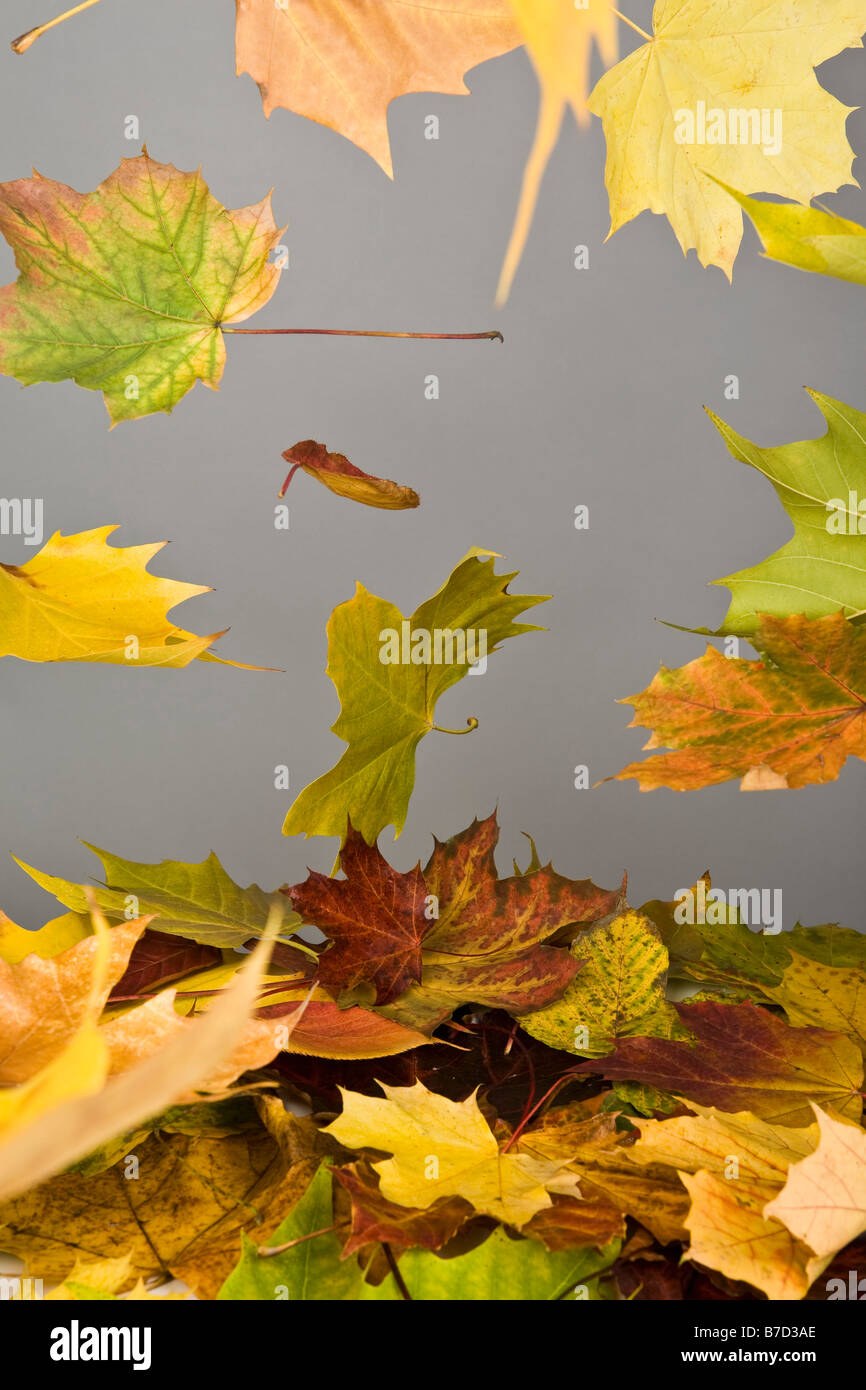 Falling autumn leaves Stock Photo