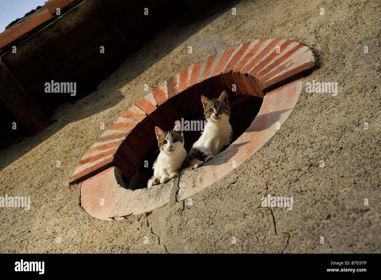 Two cats in window Stock Photo - Alamy