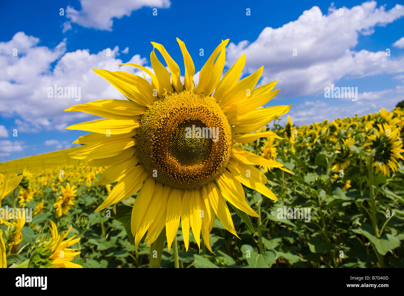 Sunflower in a field Tuscany Italy Stock Photo - Alamy