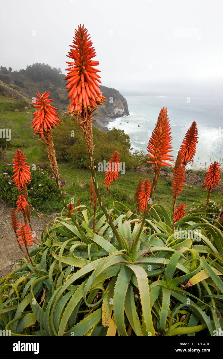 Aloe arborescens growing in a garden at the Lucia Lodge, Lucia, California, USA Stock Photo