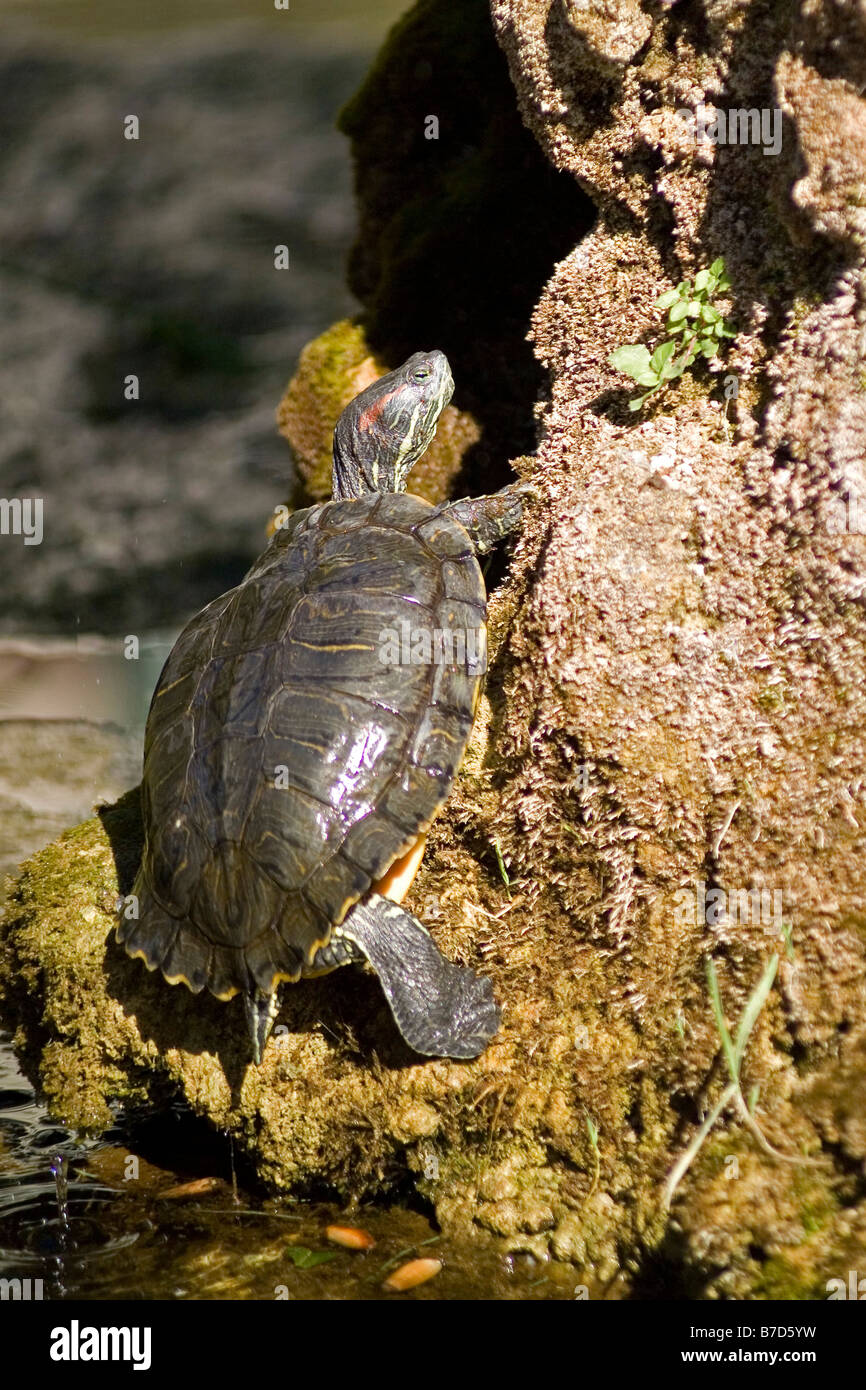 Trachemys scripta elegans, Red ear turtle, Italy Stock Photo - Alamy