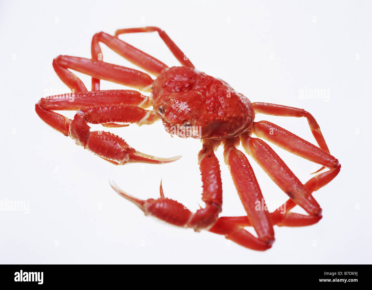 Queen crab hires stock photography and images Alamy
