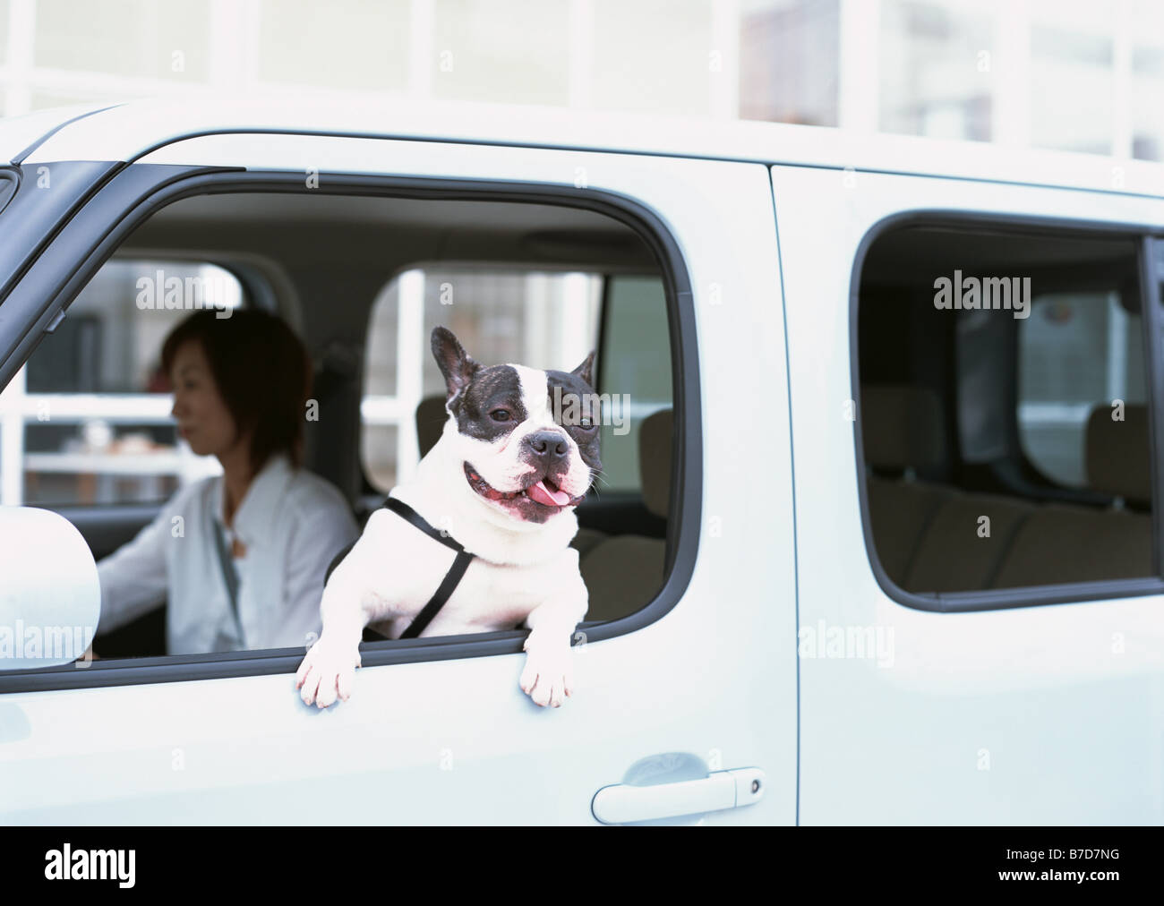 Go on a drive with a dog Stock Photo Alamy