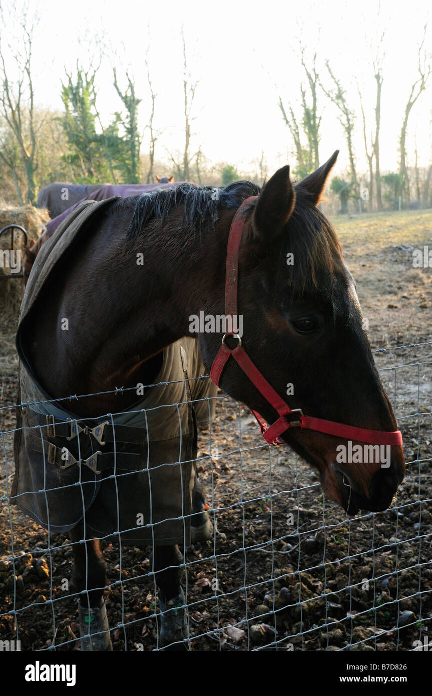 Red horse harness hi-res stock photography and images - Alamy