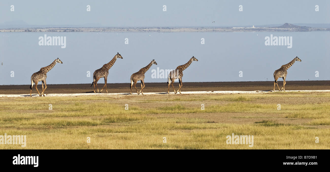 giraffe (Giraffa camelopardalis), Five giraffs walking on the beach of Lake Manyara, Tanzania Stock Photo