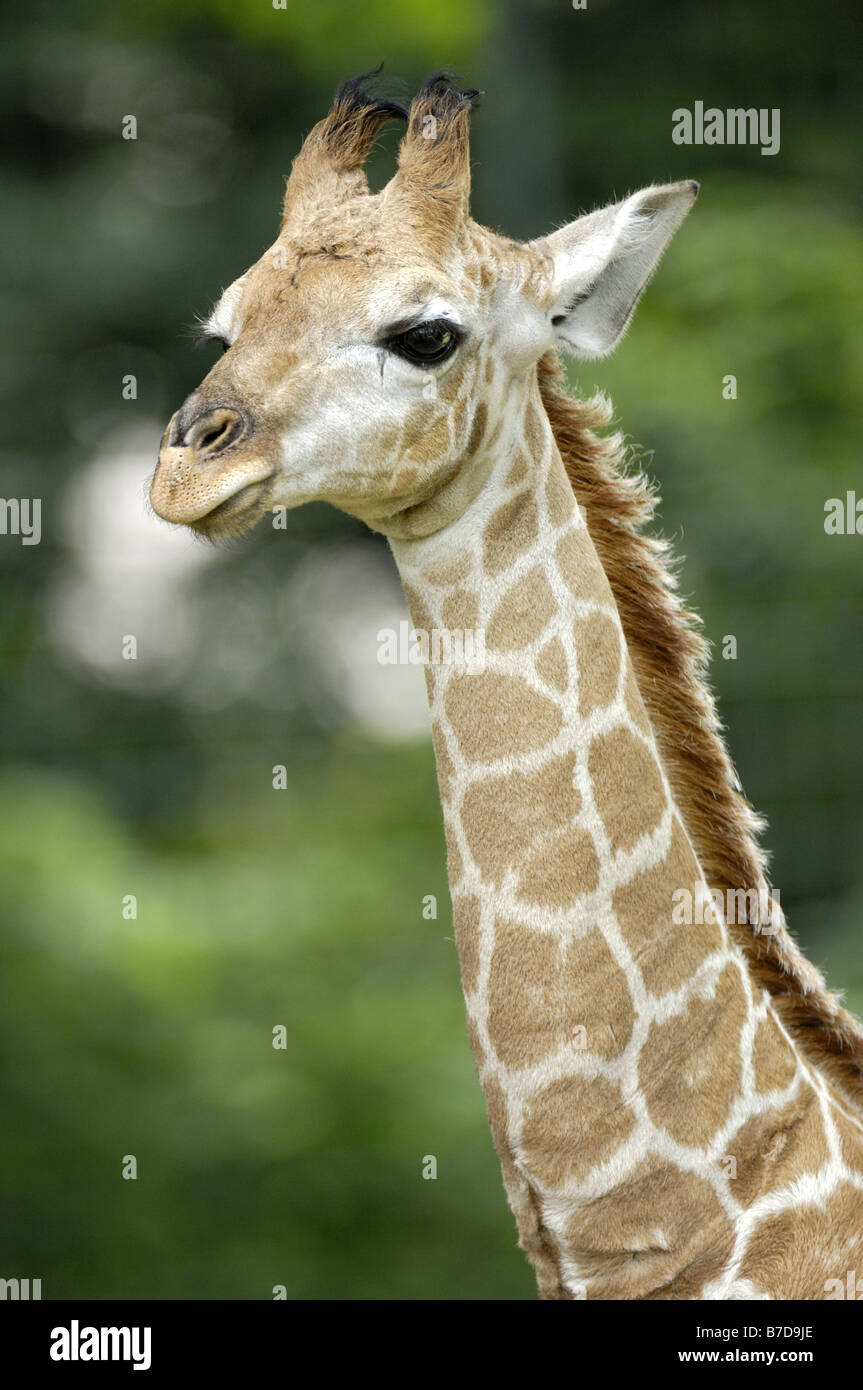 smoky giraffe (Giraffa camelopardalis angolensis), pup, portrait Stock Photo