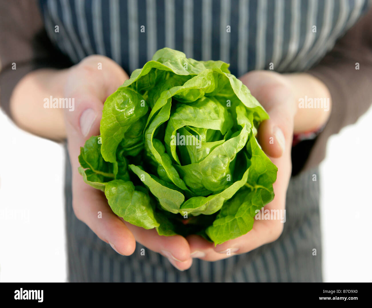 farm worker with harvested lettuce Stock Photo