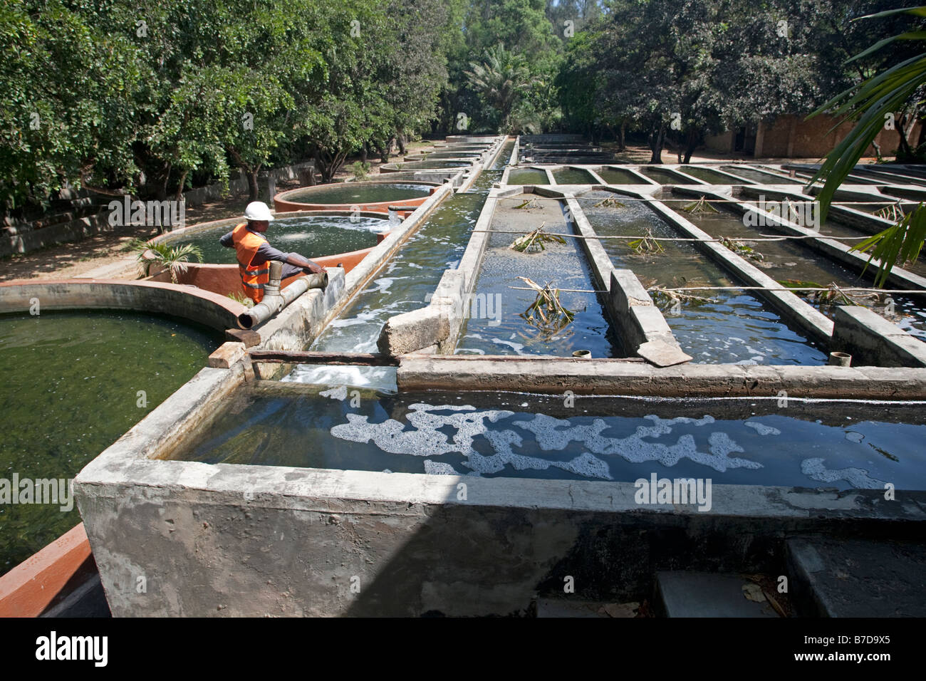 Tilapia cultivation ponds Haller Park Mombasa Kenya Stock Photo Alamy