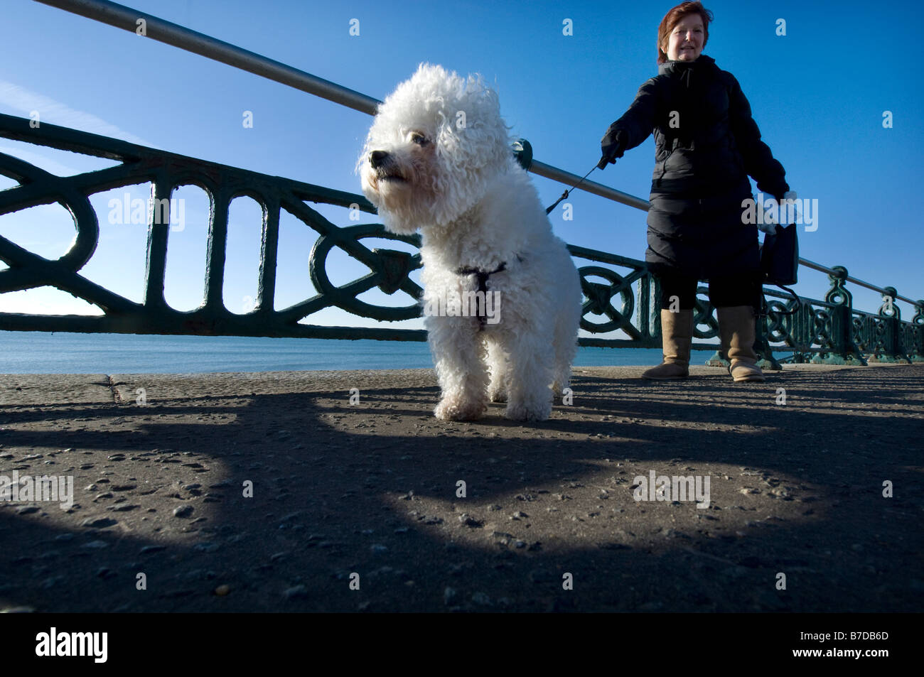 A pedigree Bichon Frise whose grandfather won the Crufts dog show best in show takes a walk on Brighton and Hove seafront Stock Photo