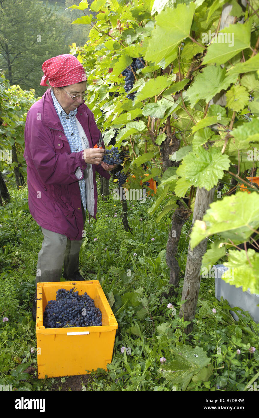 woman at the grape gathering examineing the new crop, Germany, Baden-Wuerttemberg Stock Photo