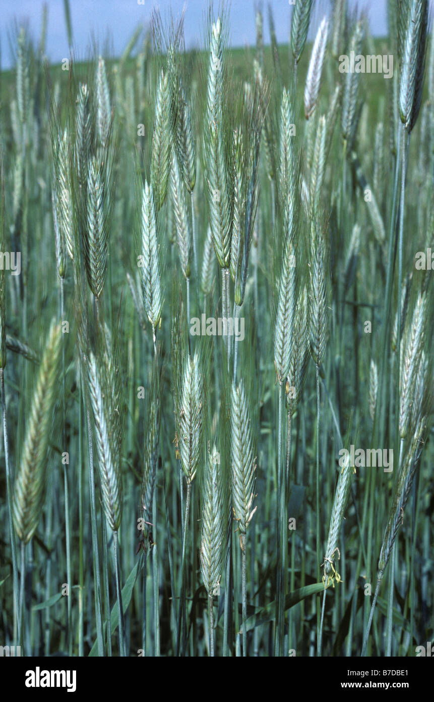 Rye crop in ear Stock Photo