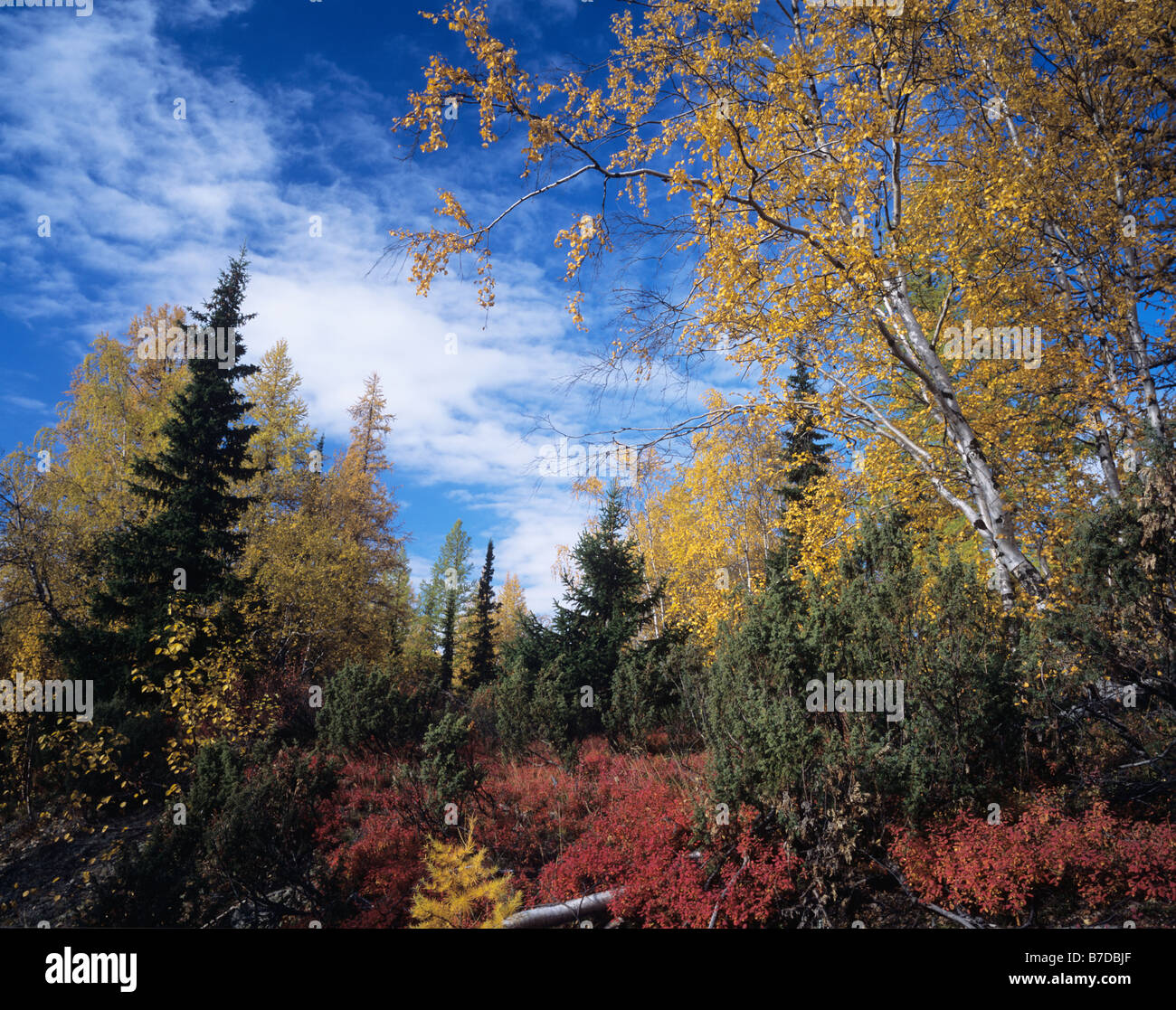 Russia. Yamal Region. Autumn Stock Photo - Alamy