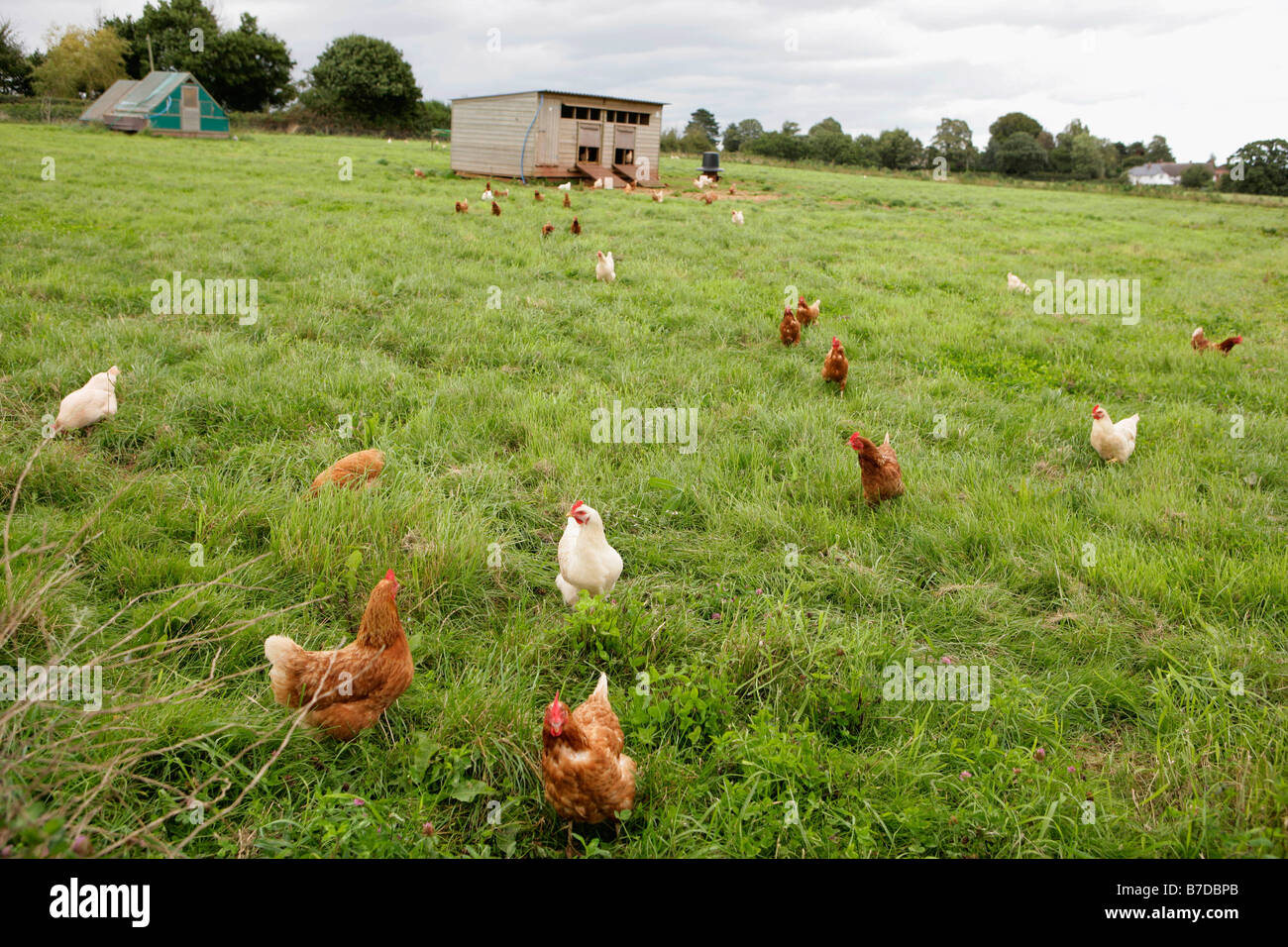 Free range chickens hi-res stock photography and images - Alamy