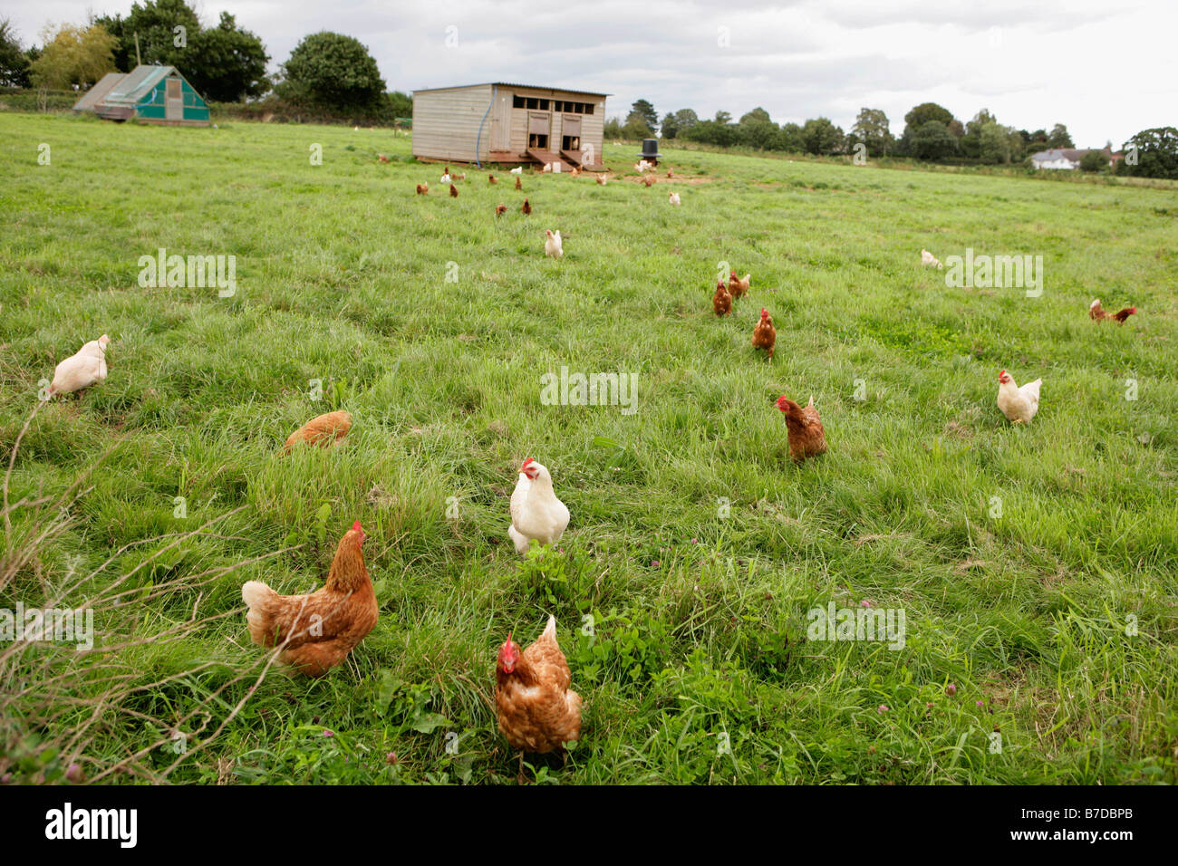 Free Range chickens Stock Photo