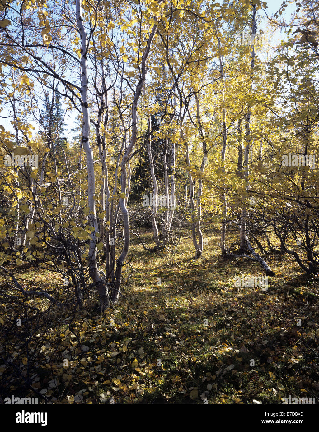 Russia. Yamal Region. Autumn Stock Photo - Alamy