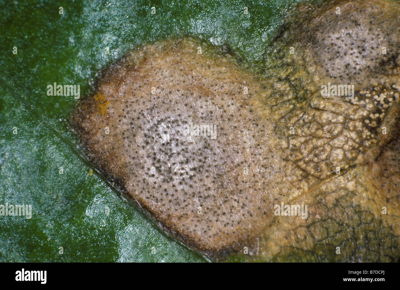 Photomicrograph of leaf spot Cercospora beticola lesion on a sugar beet leaf Stock Photo