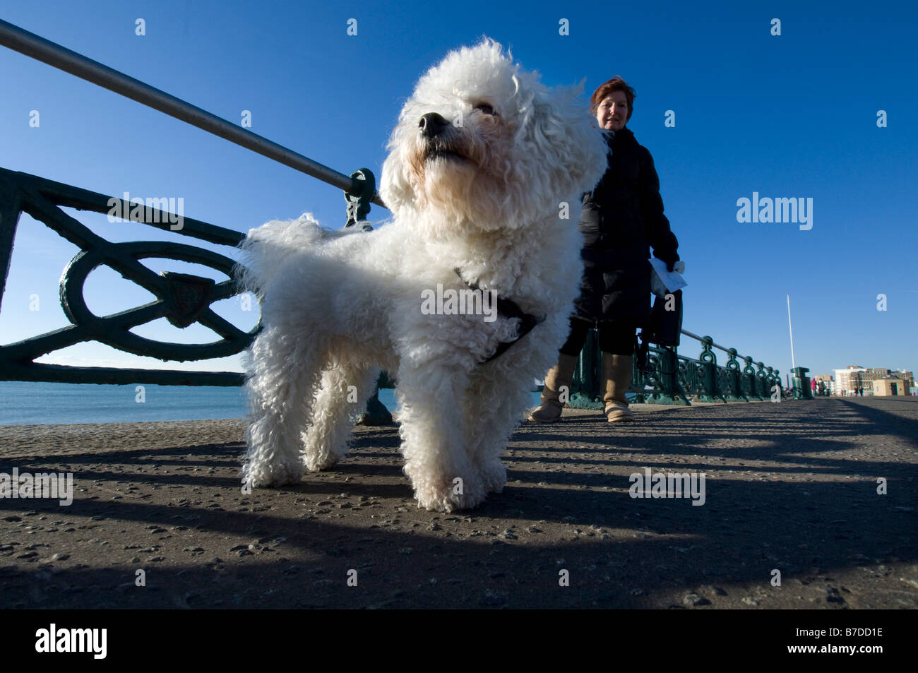 A pedigree Bichon Frise whose grandfather won the Crufts dog show best in show takes a walk on Brighton and Hove seafront Stock Photo