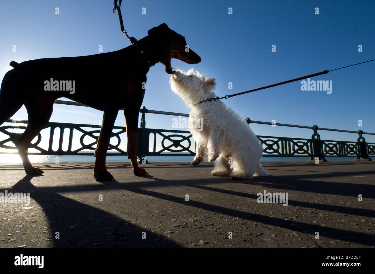 A big black doberman makes friends with a little white westie during a walk on Brighton seafront Stock Photo