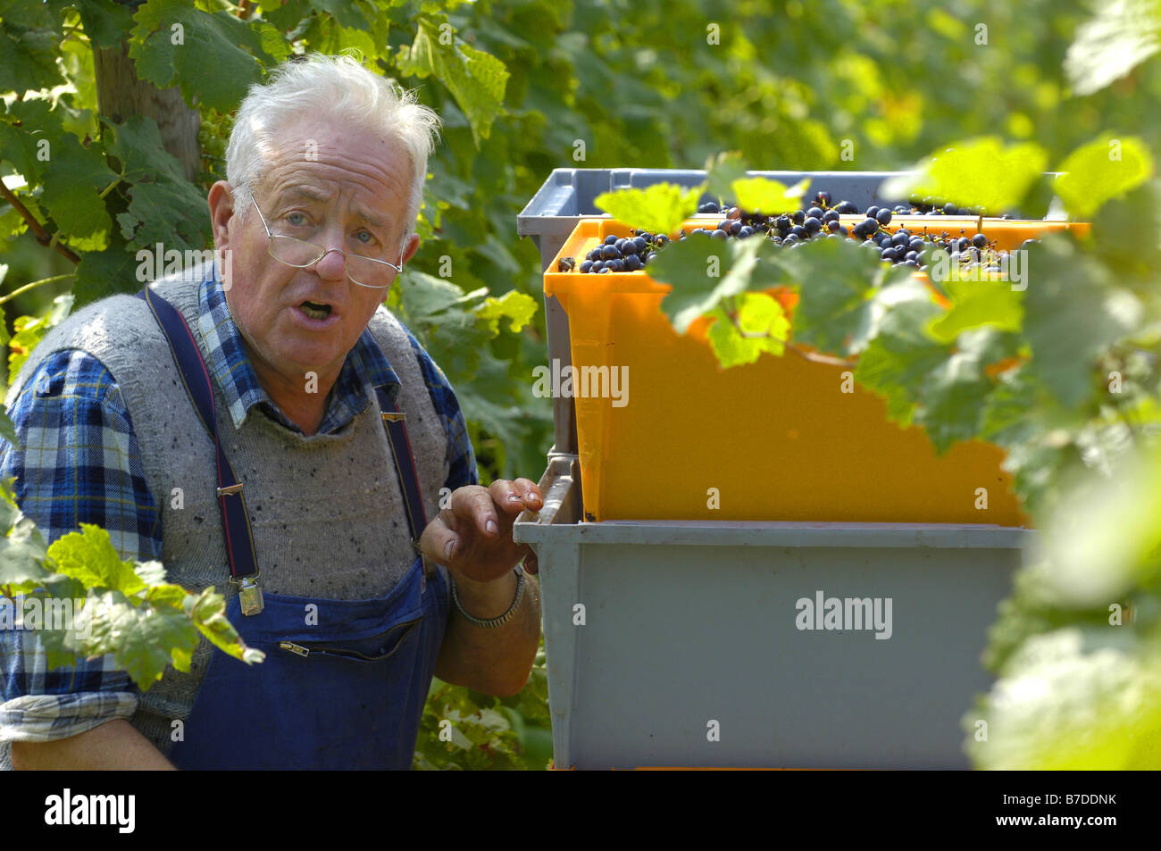 man at grape gathering, Germany, Baden-Wuerttemberg Stock Photo