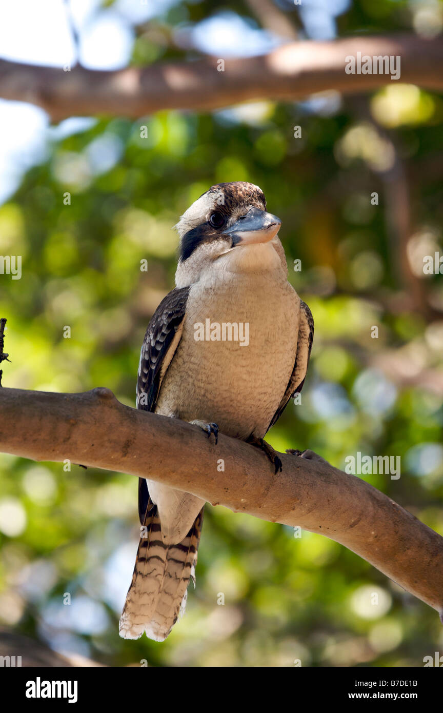 Kookaburra Portrait Stock Photo