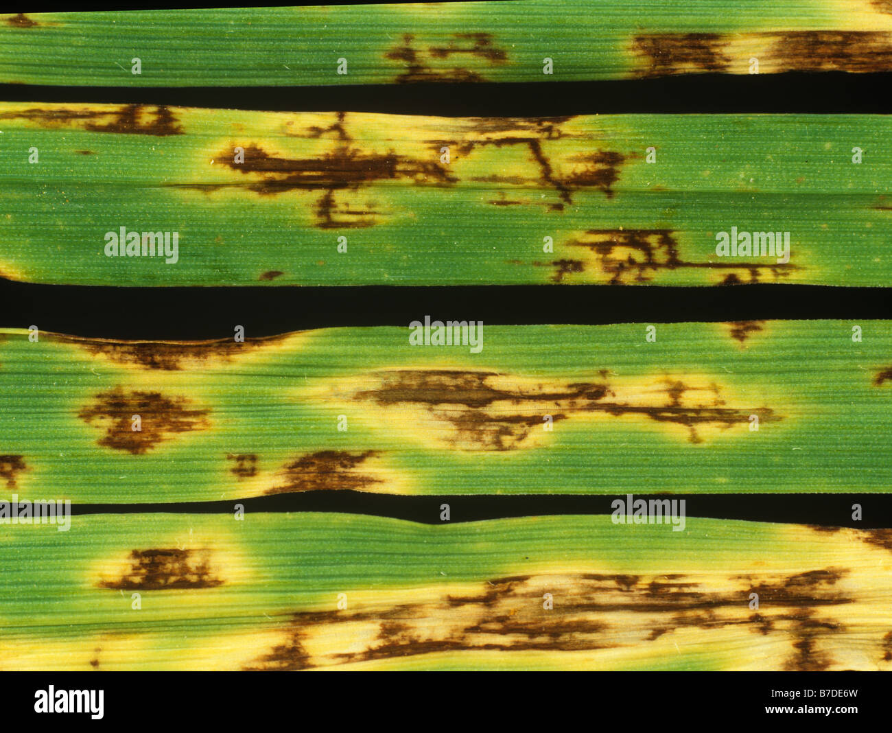 Net blotch Pyrenophora teres lesions on barley leaves Stock Photo