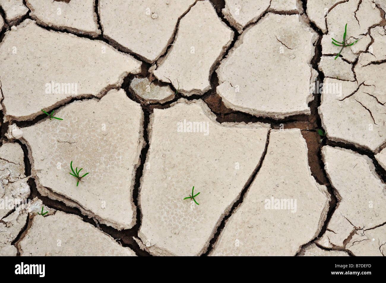 Desertification Stock Photo