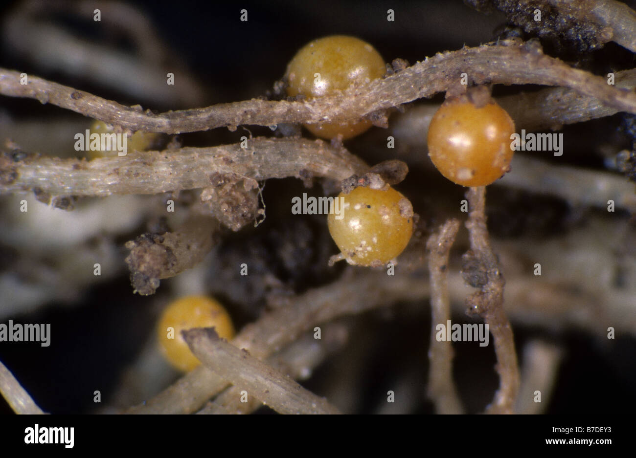Golden potato cyst nematode Globodera rostochiensis old cysts on a potato root Stock Photo