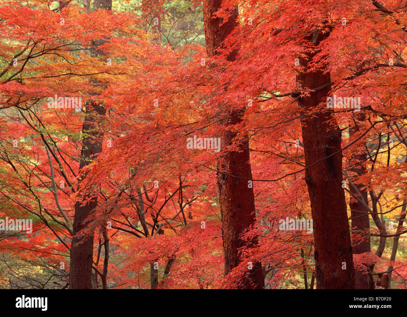 Autumn color of leaves Stock Photo