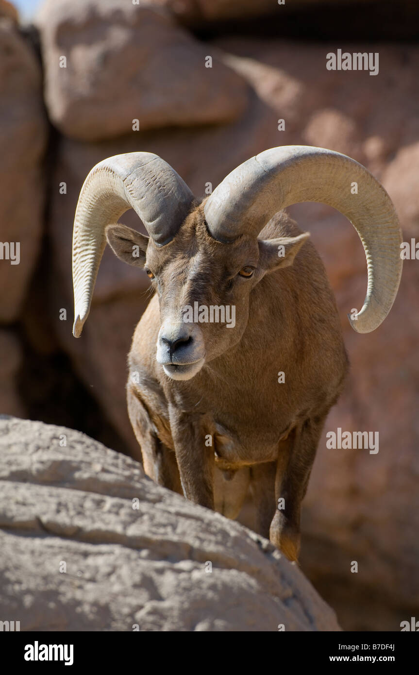 Big Horn Sheep male western mountain creature Stock Photo