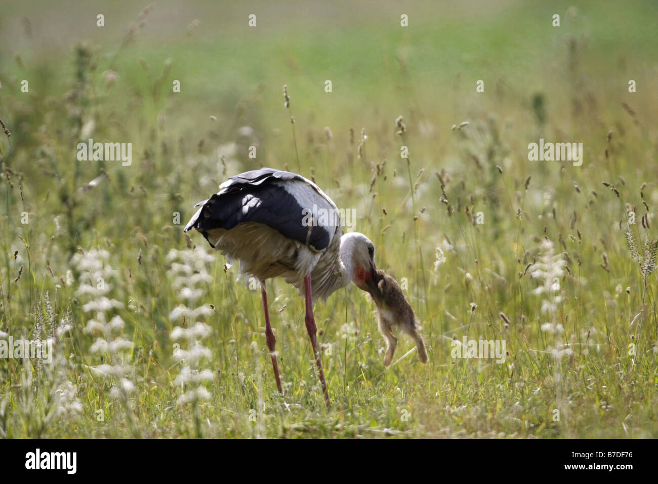 white stork (Ciconia ciconia), with captured rabbit, Austria ...
