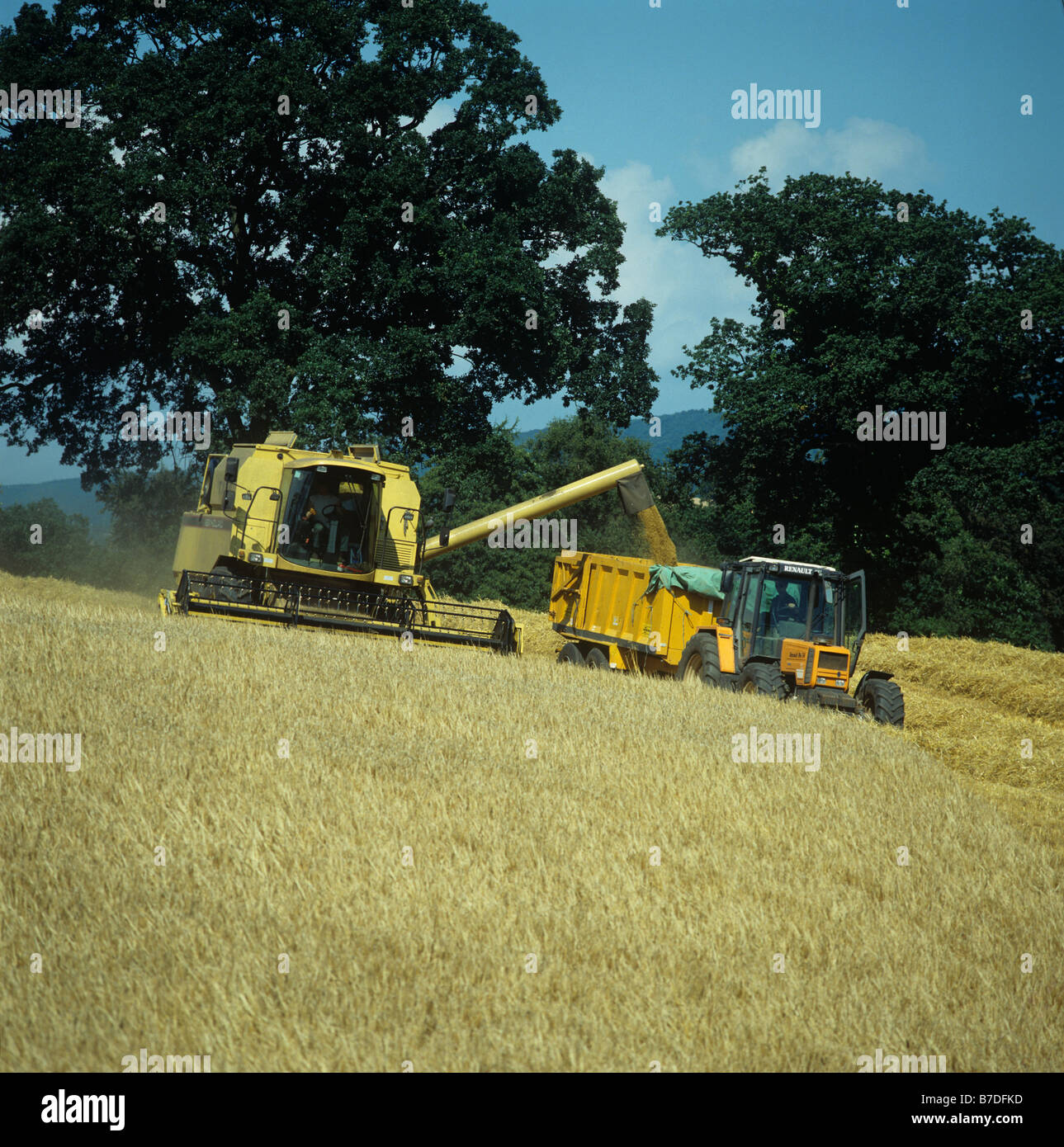 Combining barley crop and discharging to trailer Stock Photo