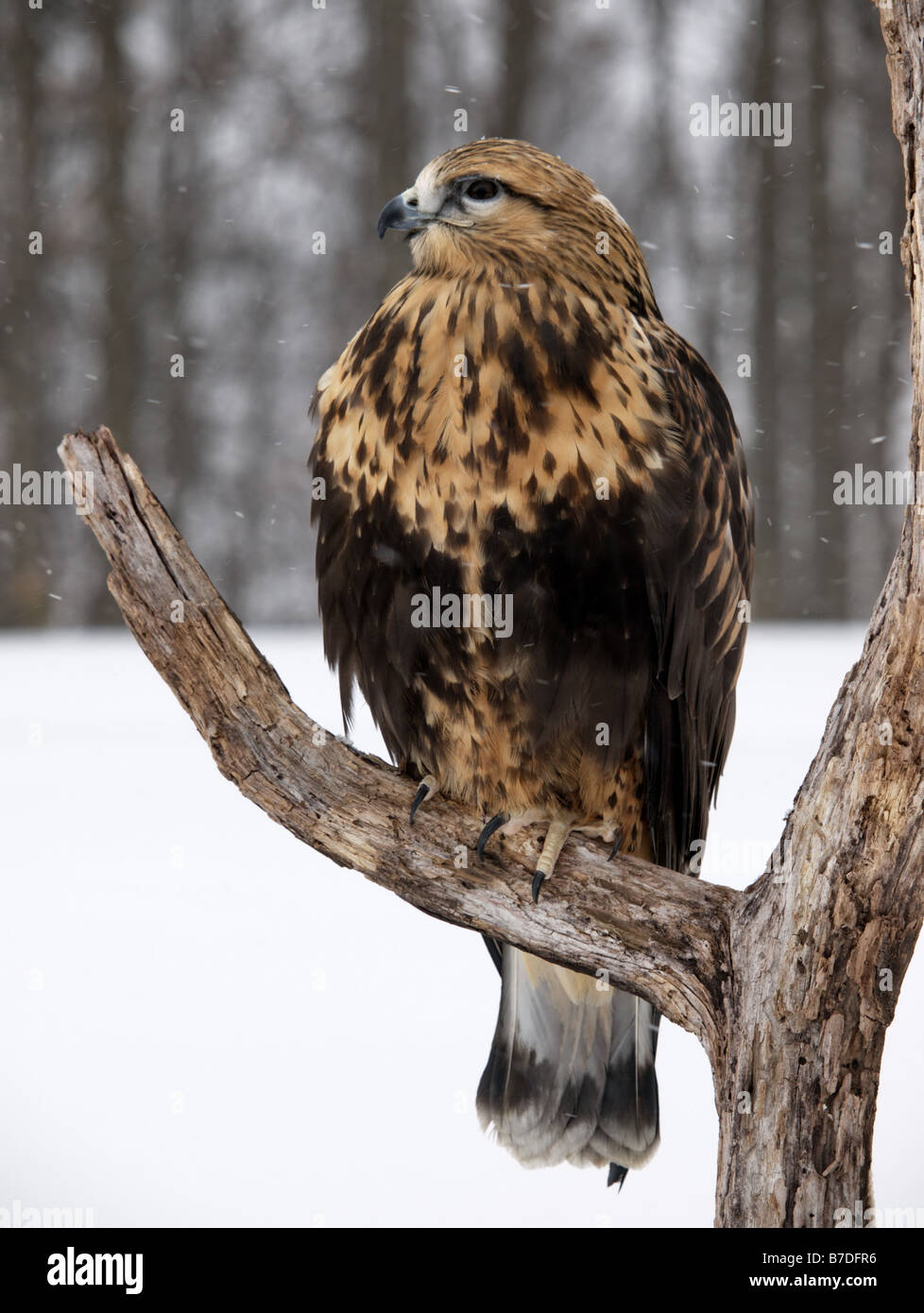 Full body shot of Rough-legged Hawk (Falconiformes) perched on a barren tree branch in a winter scene. Stock Photo