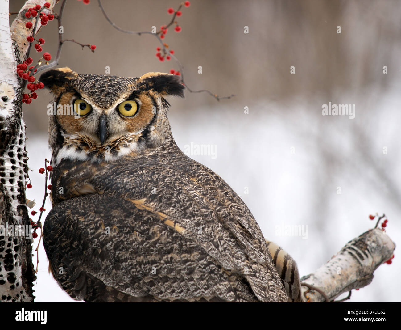 Great Horned Owl staring directly into camera perched on a birch tree