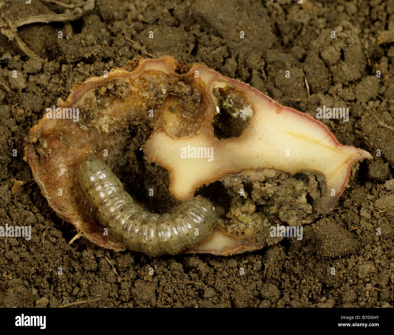 Turnip cutworm Agrotis segetum caterpillar in a damaged potato tuber Stock Photo