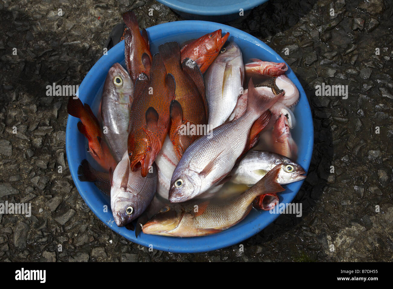 caught little fishes in a bucket, Cap Verde Islands, Cabo Verde, Santo Antao, Ponta Do Sol Stock Photo