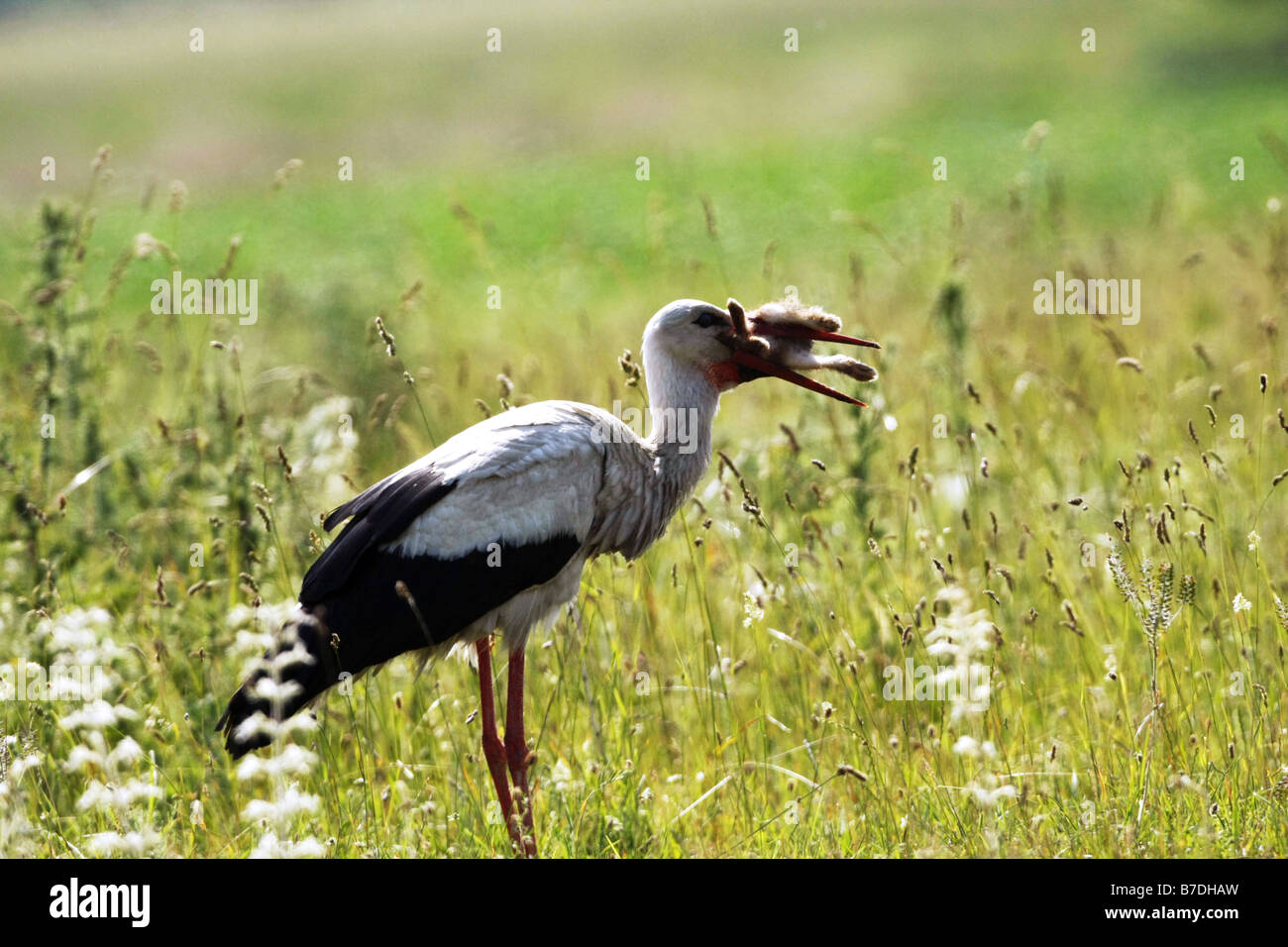 white stork (Ciconia ciconia), with captured rabbit, Austria ...
