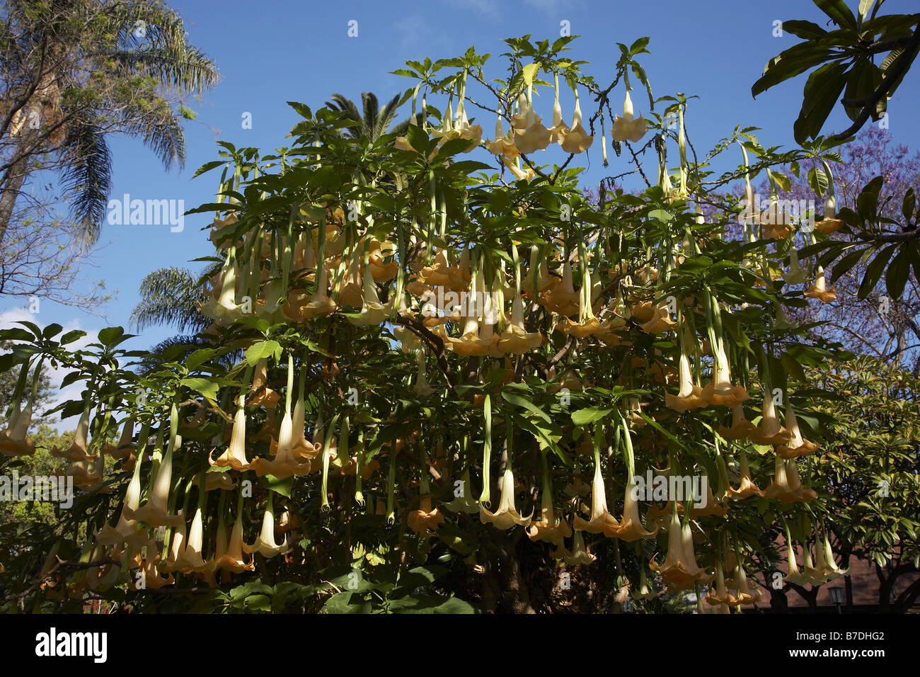 angel's trumpet tree (Brugmansia spec., Datura spec.), blooming shrub, Portugal, Madeira, Funchal Stock Photo