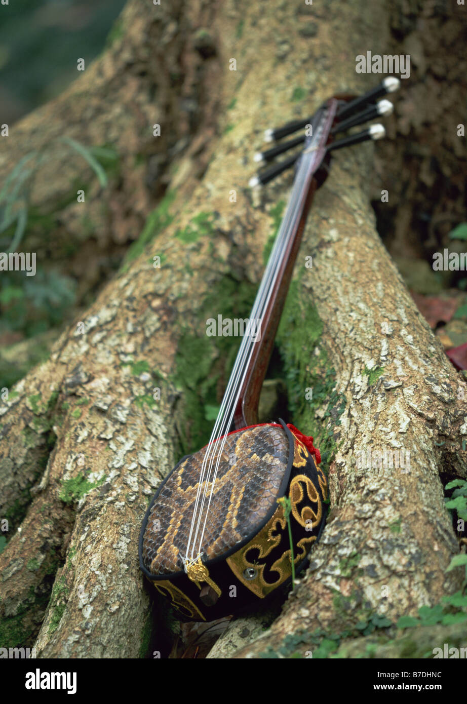 Sixstringed musical instrument Stock Photo Alamy