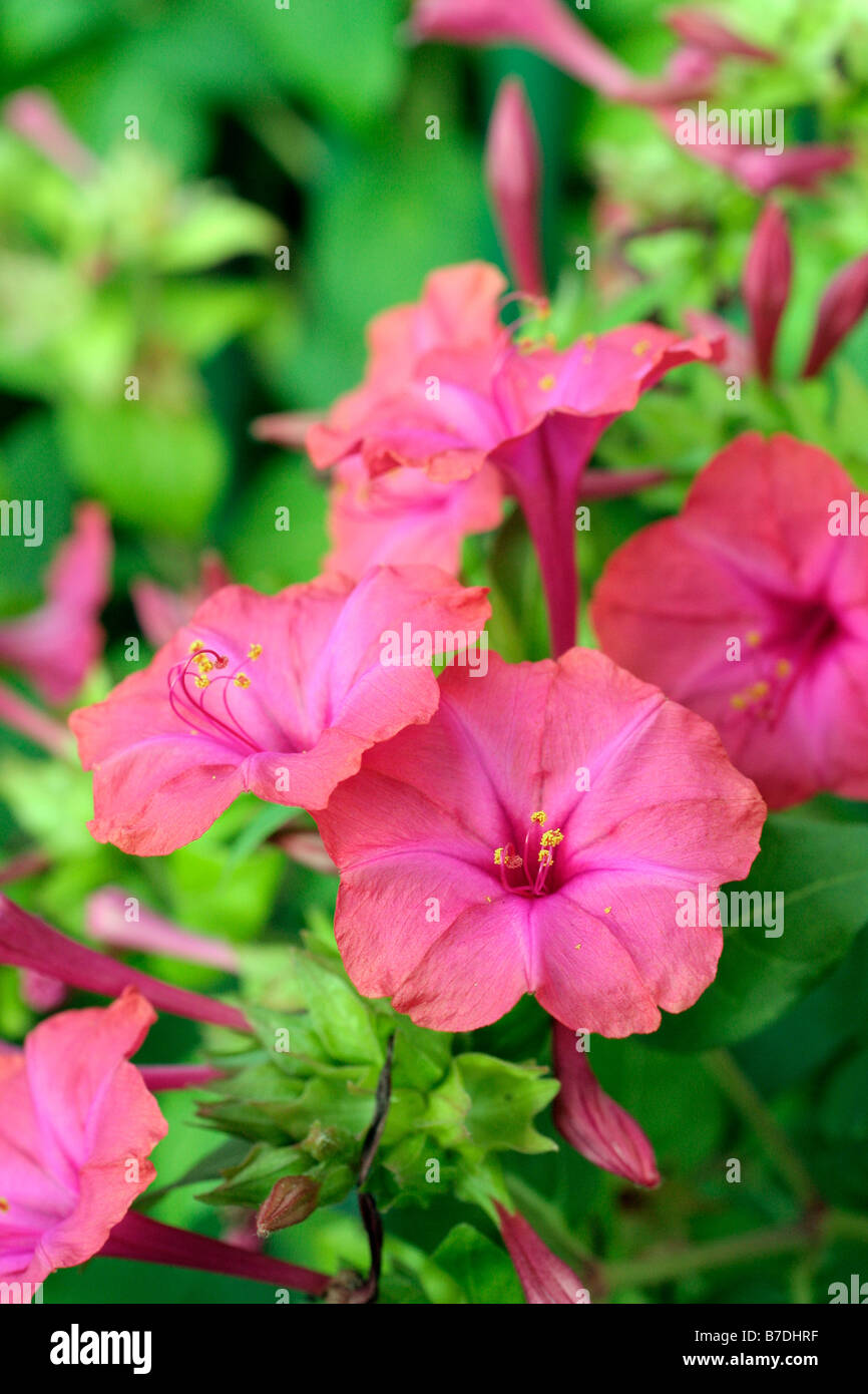 MIRABALIS JALAPA MARVEL OF PERU FOUR OCLOCK PLANT Stock Photo Alamy