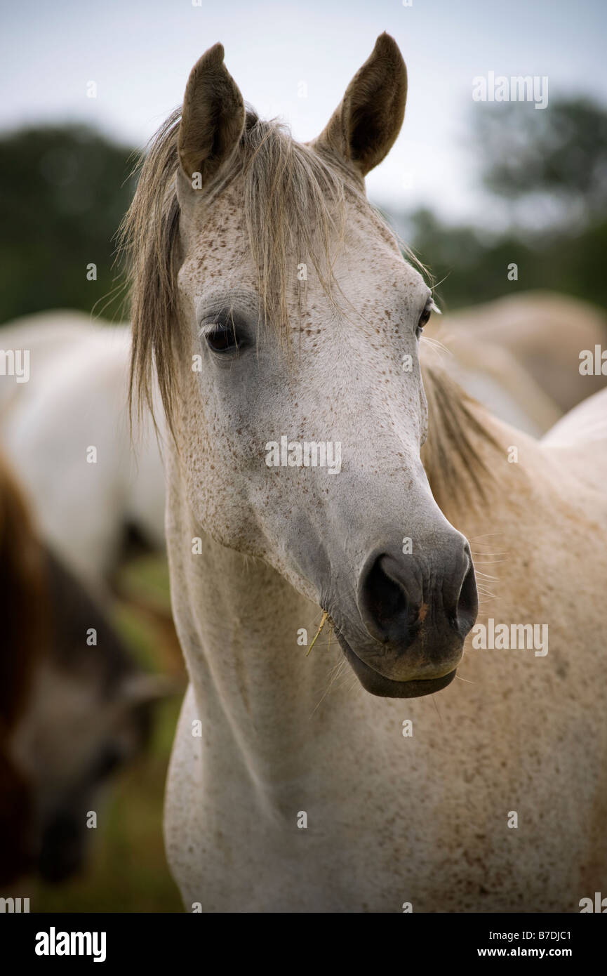 Wild grey horse in a field Stock Photo