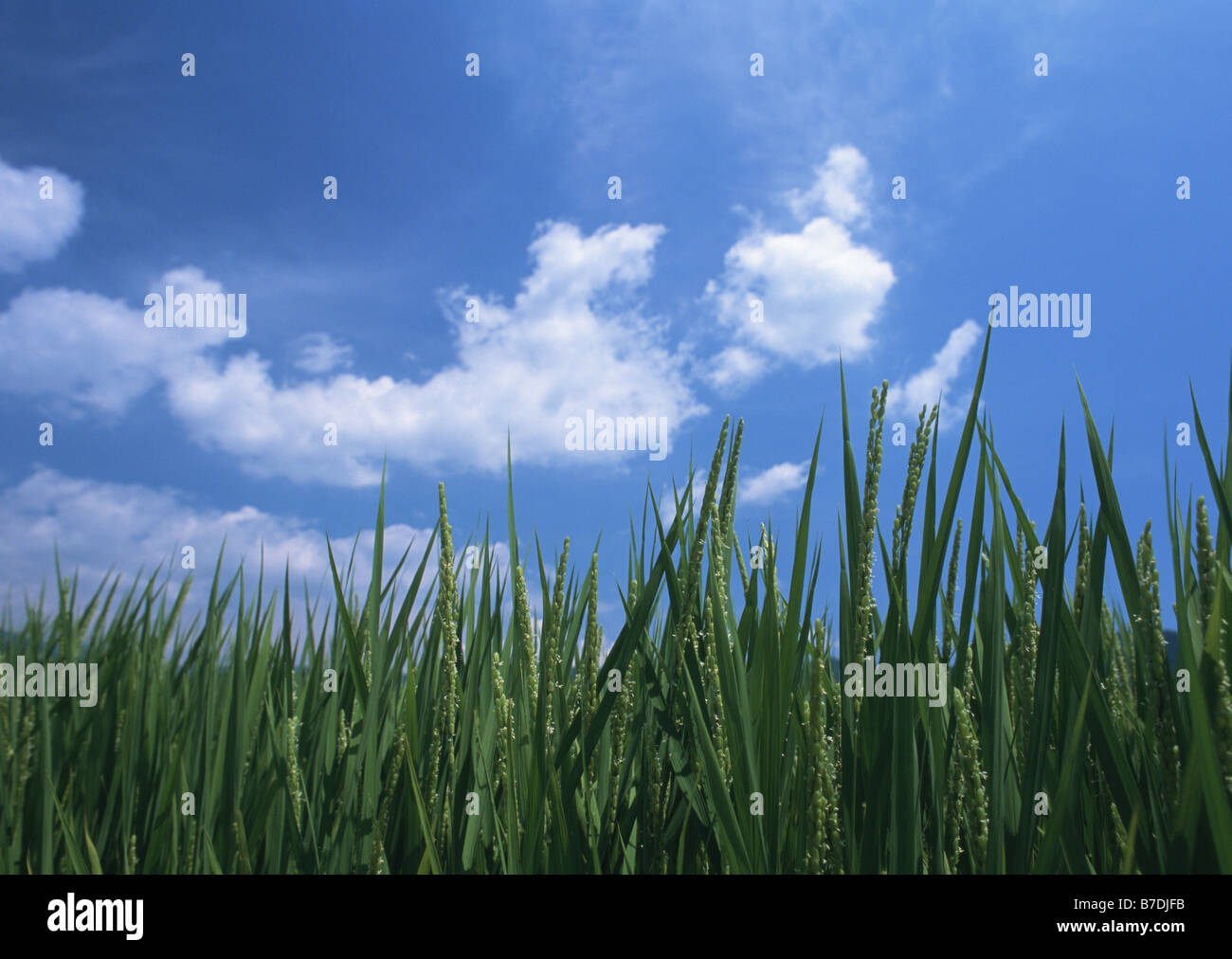 Ear rice blue sky hi-res stock photography and images - Alamy