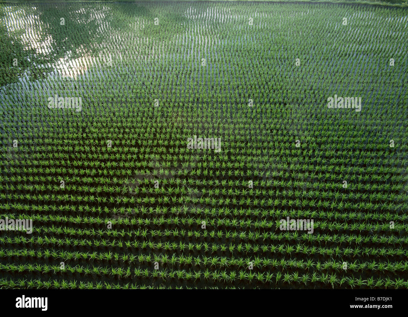 Rice field Stock Photo