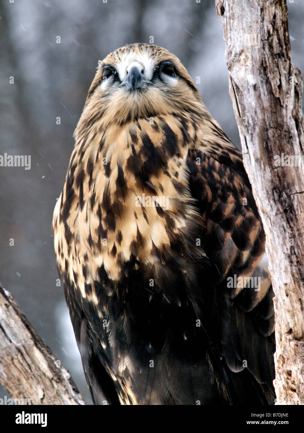 Closeup of head of a Rough-Legged Hawk (Falconiformes) looking toward the camera. Stock Photo