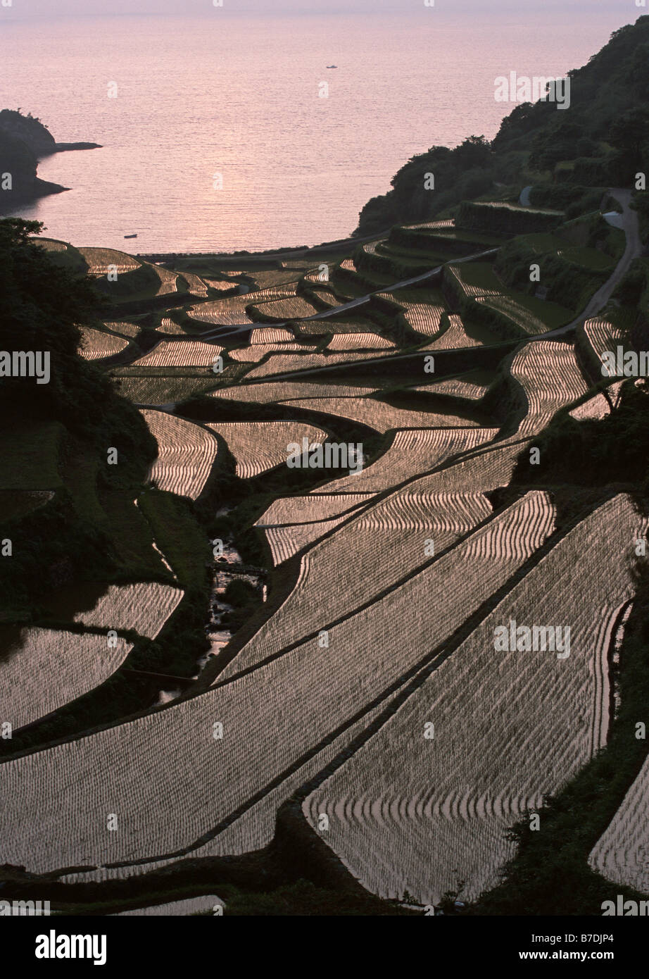 Terraced paddy fields Stock Photo - Alamy