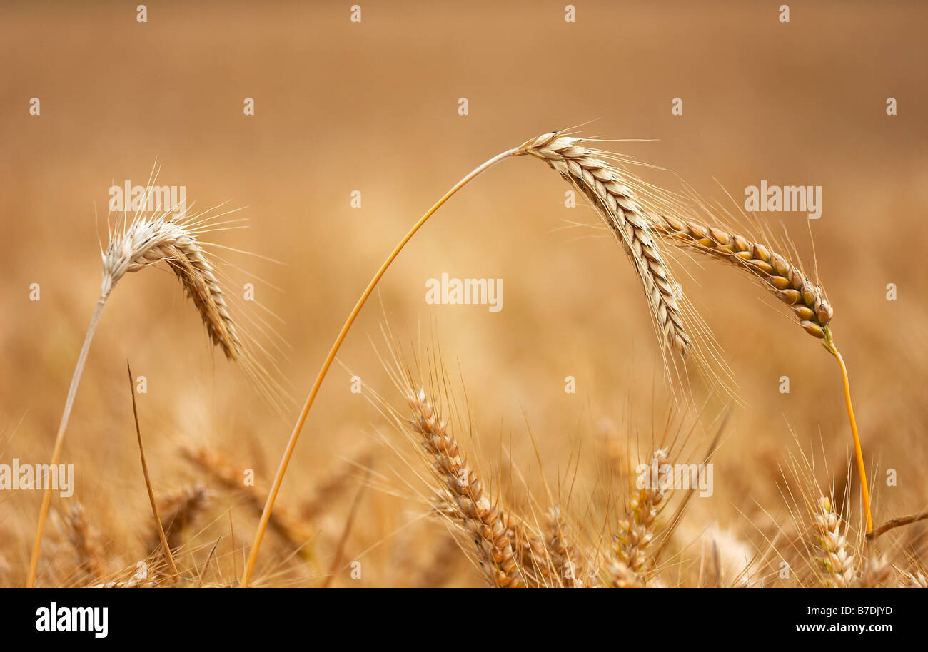 Golden wheat field before harvest Stock Photo - Alamy